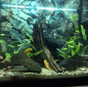 Umzug mit Aquarium in Kleve Aquarium mit Pflanzen, Wurzeln und Fischen – Umzug mit Aquarium in Kleve