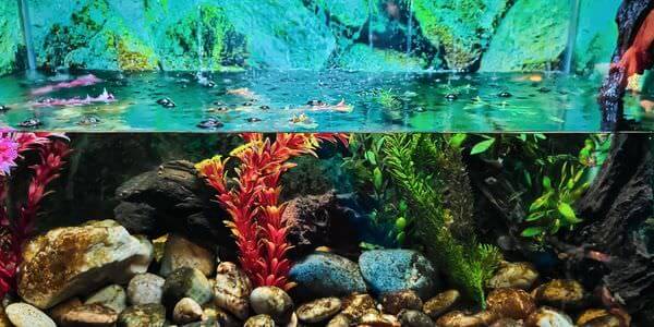 Aquarium mit Korallen und bunten Fischen – Aquarium-Umzug Kleve