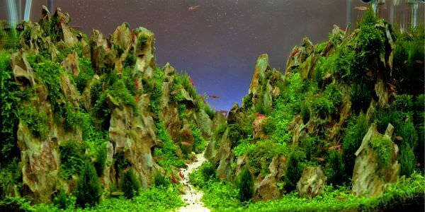 Aquarium mit Felslandschaft und Pflanzen – Umzug mit Aquarium in Kleve