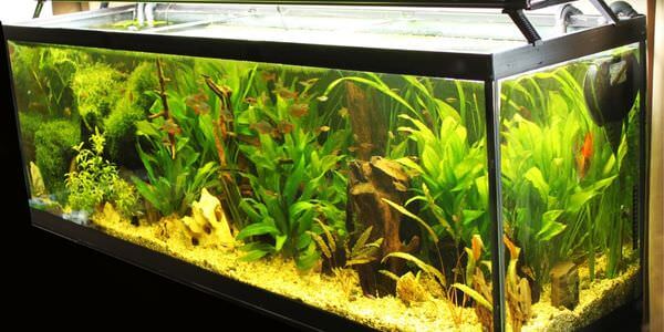 Aquarium-Umzug Kleve: Längliches Aquarium mit grünen Wasserpflanzen
