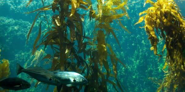 Unterwasserlandschaft mit Algenwald und Fisch – Aquarium-Umzug