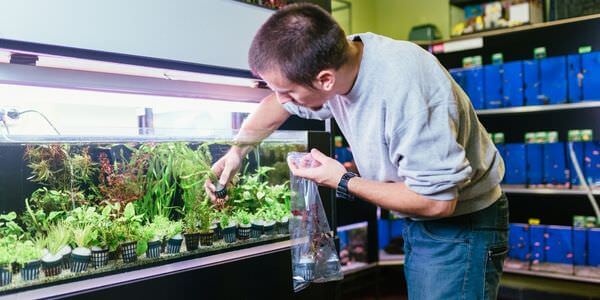 Mann versorgt Aquarienpflanzen vor einem Aquarienregal – Umzug mit Aquarium in Kleve